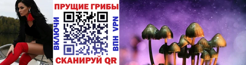 Псилоцибиновые грибы мицелий  Зуевка 